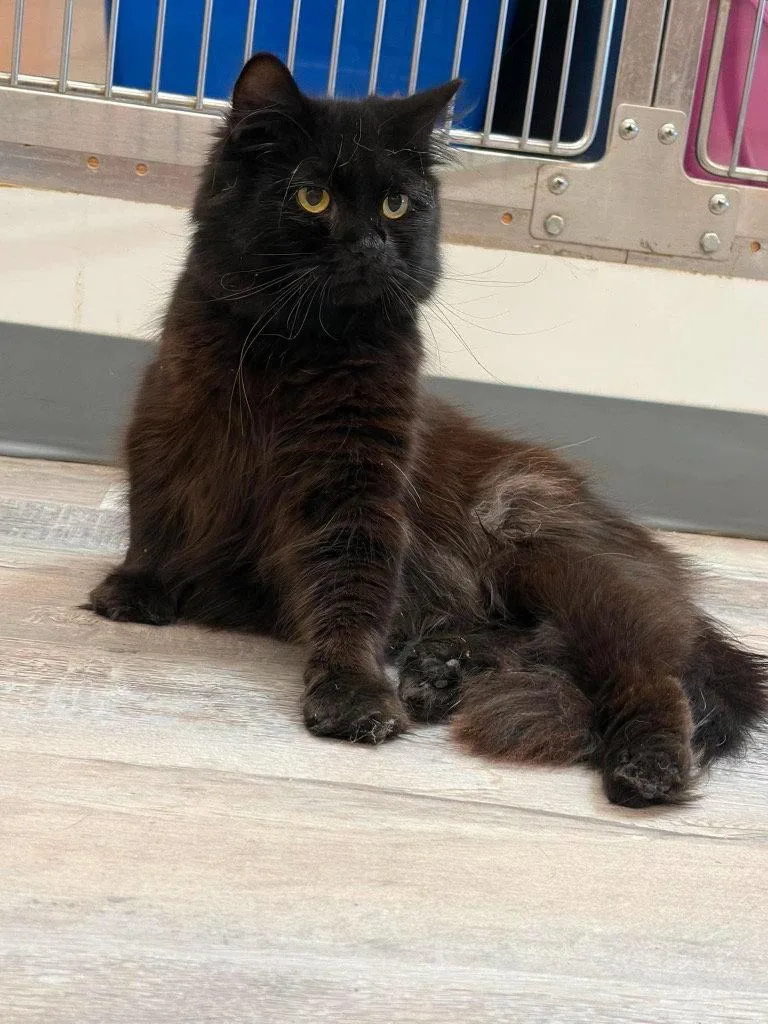 A senior small-sized male Black Domestic Medium Hair cat named Louie for adoption in Saint George, UT