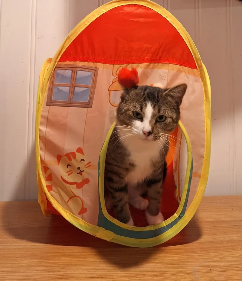 A young medium-sized male Tabby (Brown / Chocolate) Tabby cat named Meet KentHandsome  Sweet for adoption in Laurel, MD