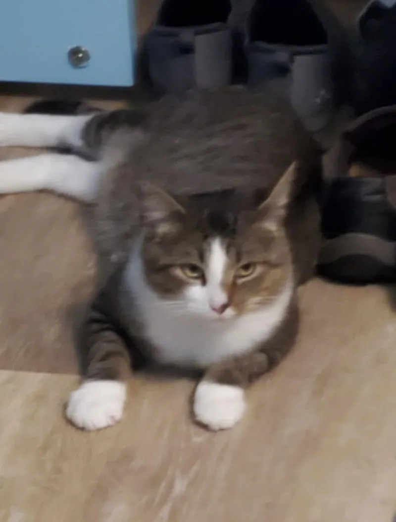 Meet KentHandsome  Sweet thumbnail 4