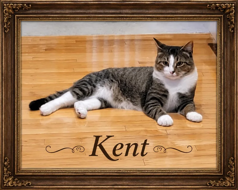Meet KentHandsome  Sweet thumbnail 5