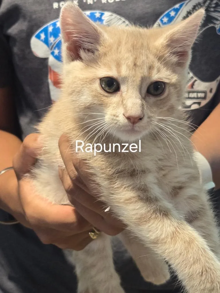 A baby small-sized female Domestic Short Hair cat named Rapunzel for adoption in Cambridge, MD