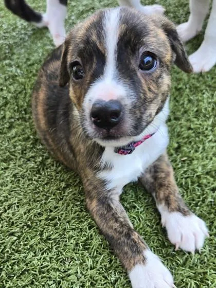 A baby small-sized female Terrier dog named Elaine for adoption in Daphne, AL