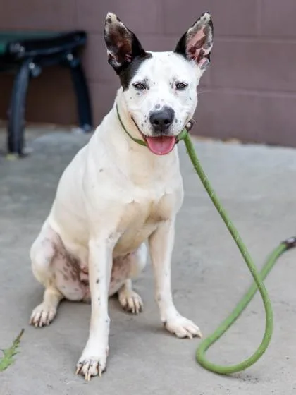 An adult large-sized female Mixed Breed dog named Porridge for adoption in Chamblee, GA