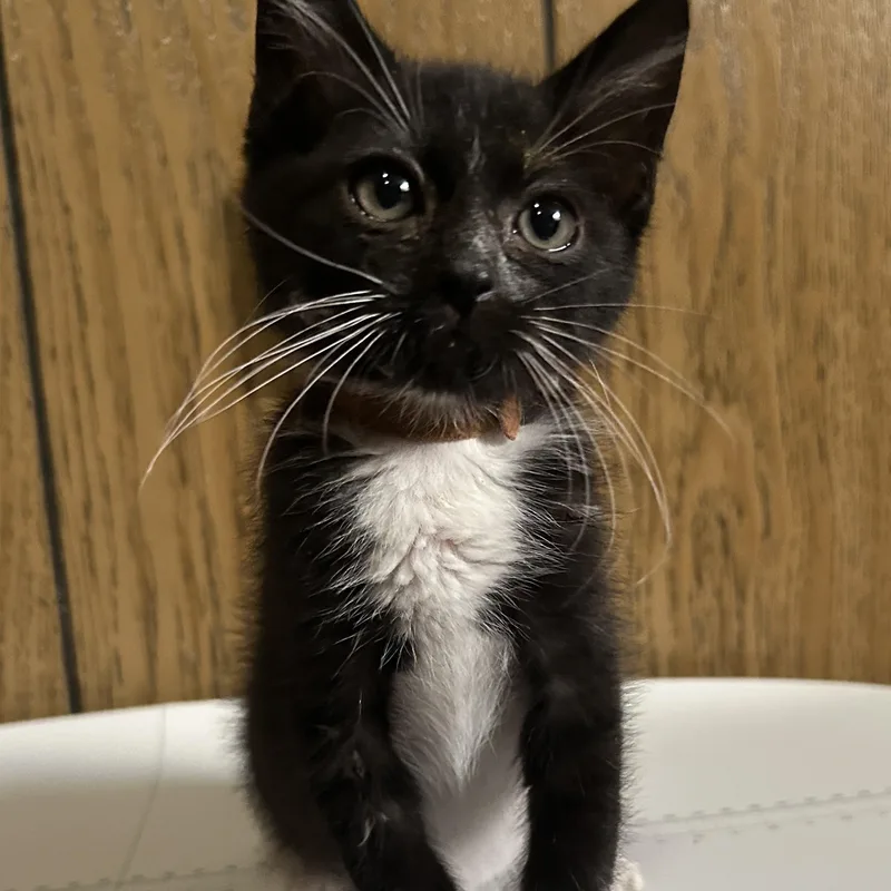 A baby medium-sized male Black & White / Tuxedo Tuxedo cat named Junior Mint for adoption in Pasco, WA