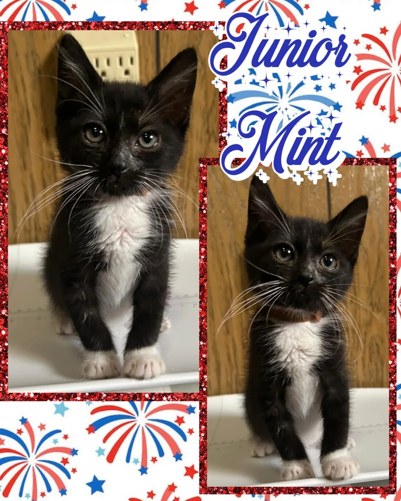 Junior Mint thumbnail 3