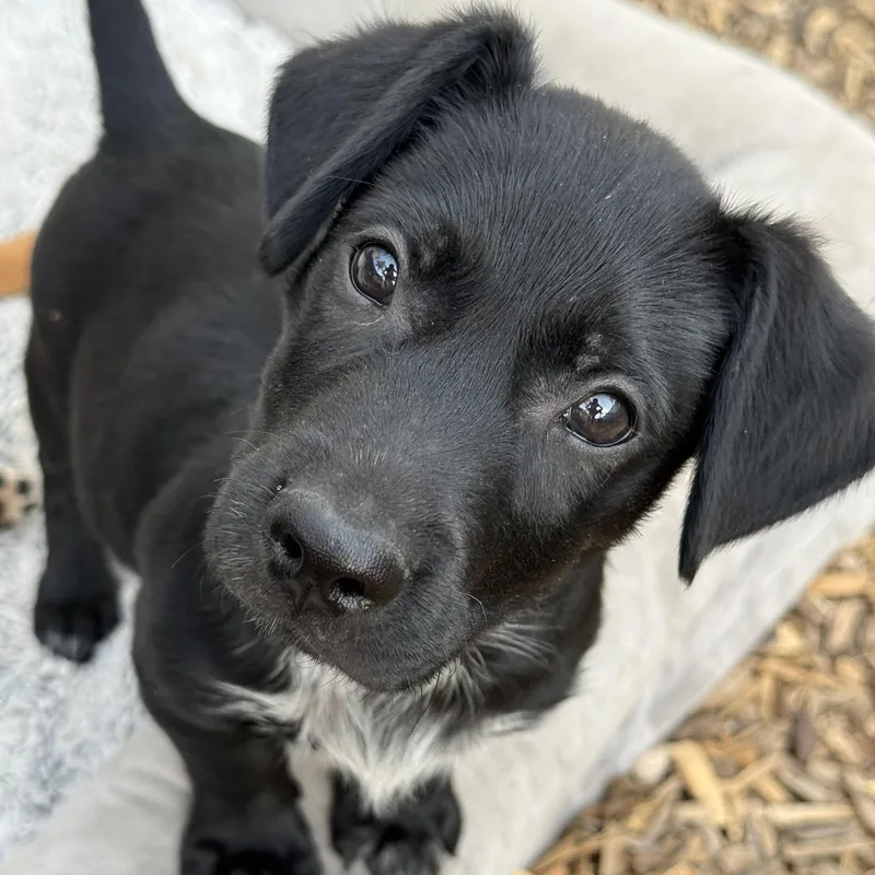 A baby small-sized male Black Terrier dog named Picasso for adoption in Abington, PA