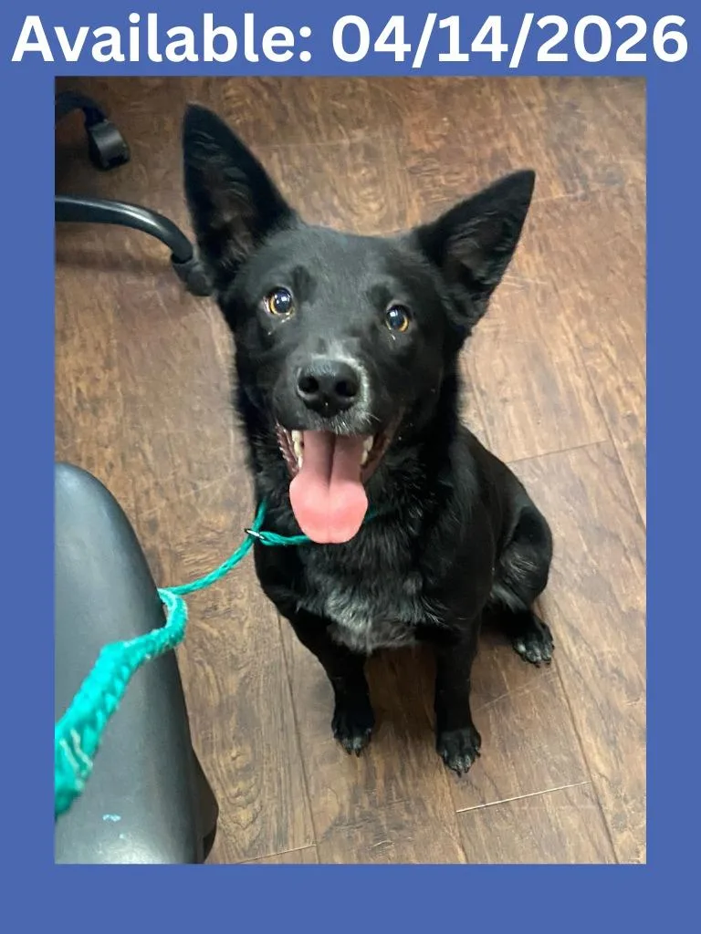 A young medium-sized male Australian Cattle Dog / Blue Heeler dog named Dog Kennel  Finn for adoption in Greenville, TX
