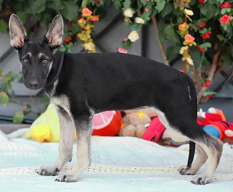 A baby large-sized female Black German Shepherd Dog dog named Shayna von Schrozberg for adoption in Los Angeles, CA