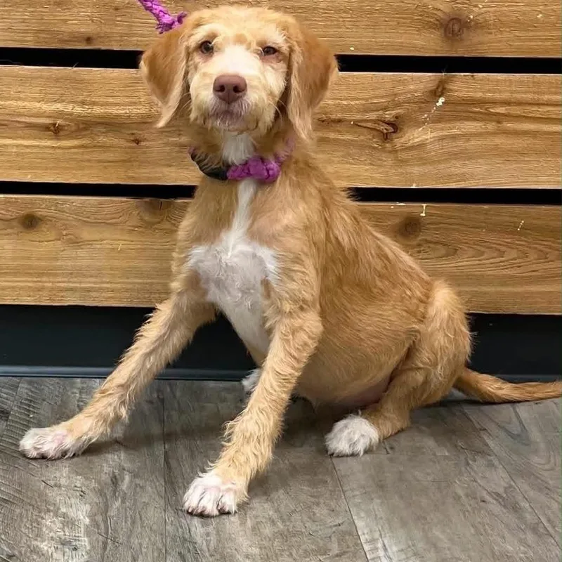 A baby medium-sized female Golden Wirehaired Terrier dog named Carly for adoption in Mount Pleasant, TX