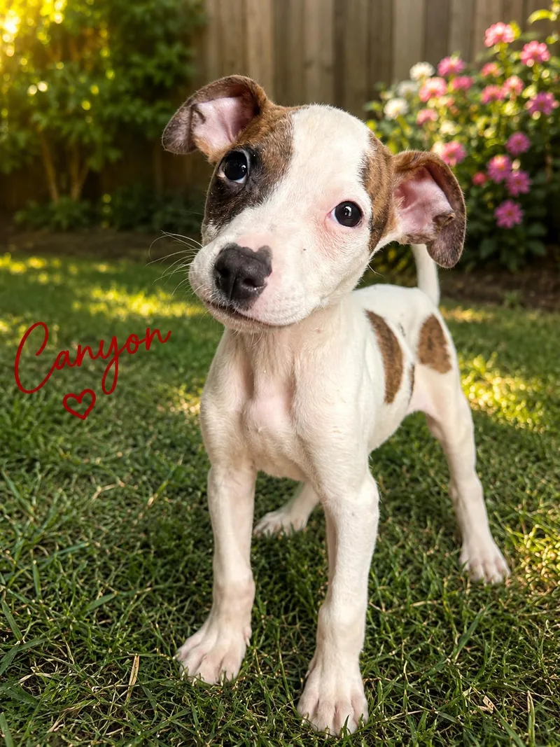 A baby medium-sized male Boxer dog named Canyon for adoption in Carmel, NY