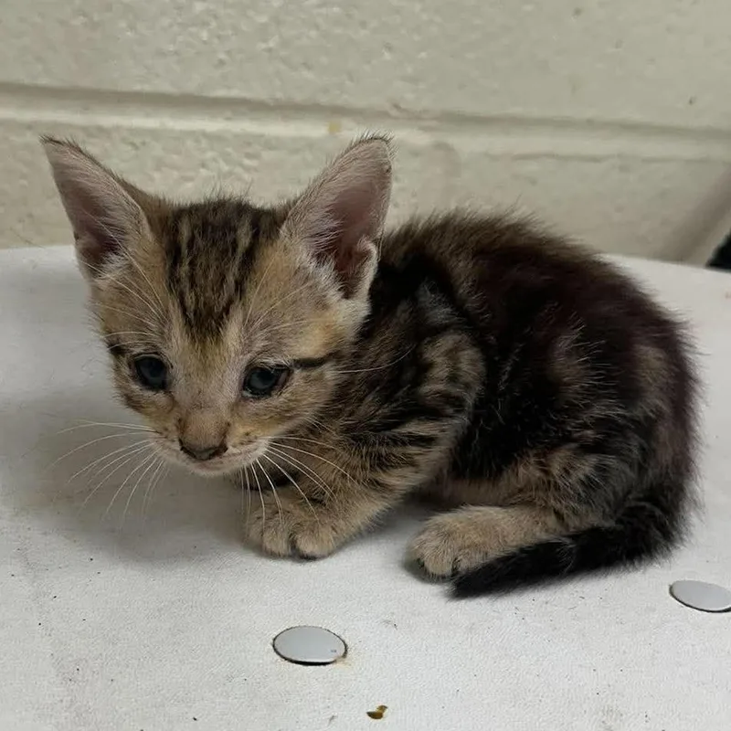 A baby small-sized female Black Domestic Short Hair cat named Jasmine for adoption in Bastrop, TX