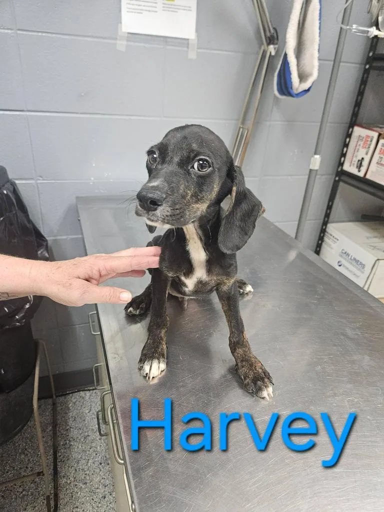 A baby small-sized male Hound dog named Harvey for adoption in Livingston, LA