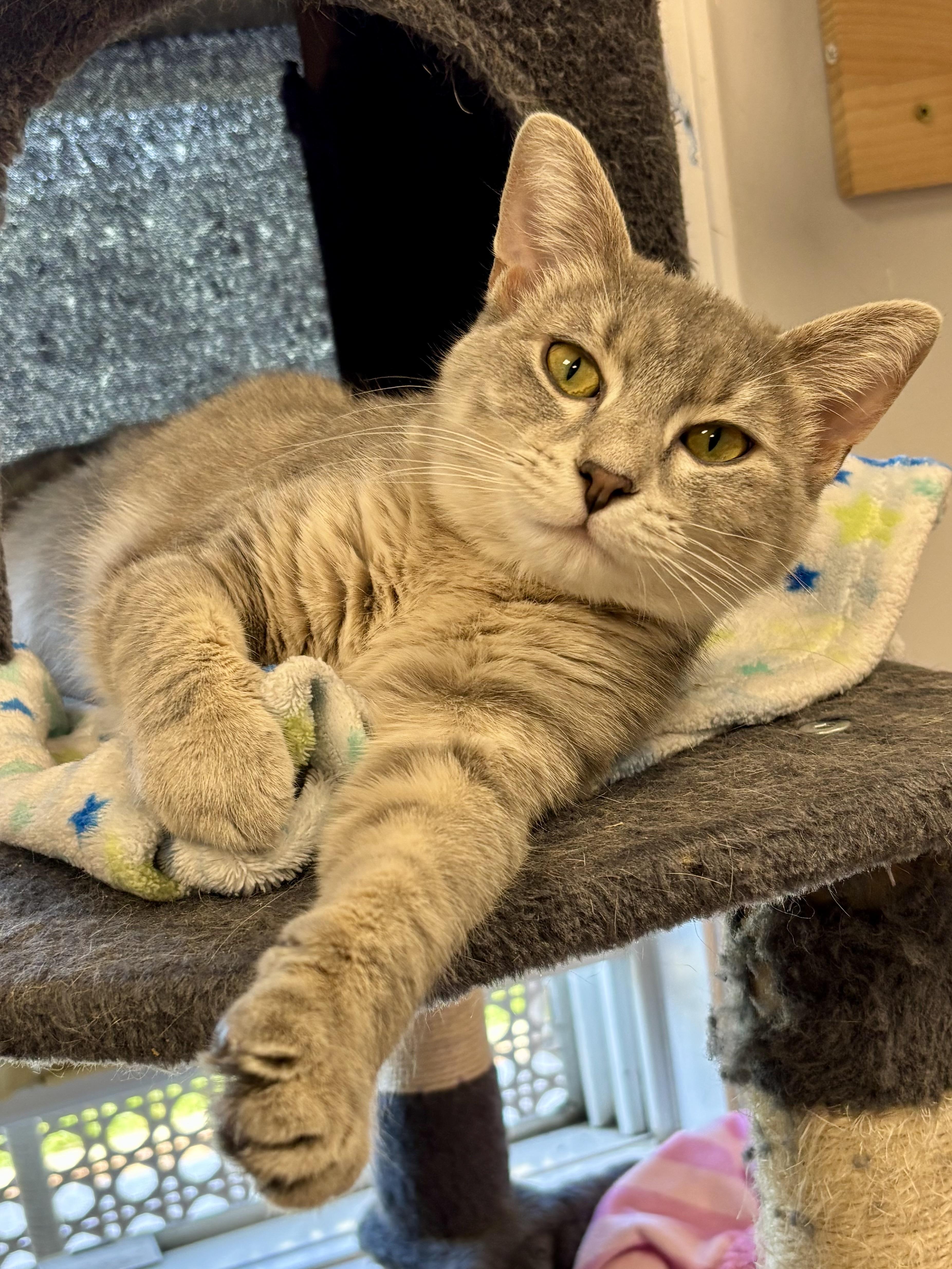 An adult medium-sized female Tabby (Gray / Blue / Silver) Domestic Short Hair cat named Dream for adoption in Effingham, IL