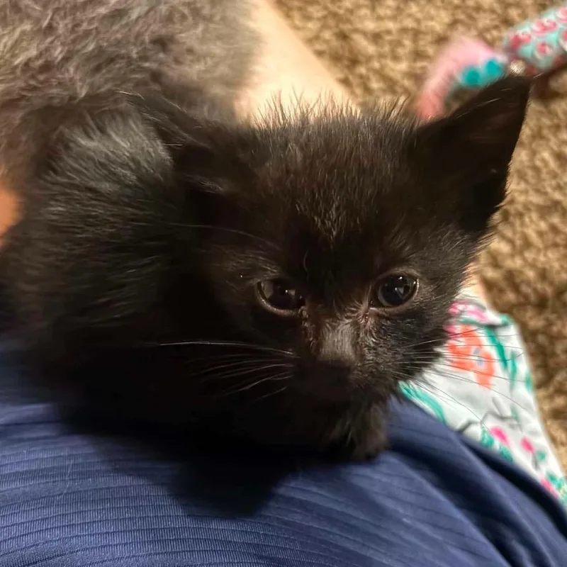 A baby small-sized female Black Snowshoe cat named Whimsy for adoption in Wichita, KS