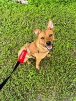 A young medium-sized female Terrier dog named Natasha for adoption in Cibolo, TX