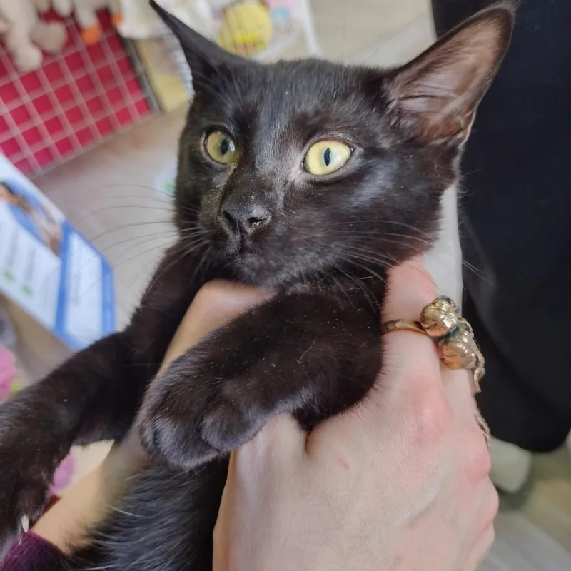 A baby medium-sized male Black Domestic Short Hair cat named Hemlock for adoption in Brooklyn, NY