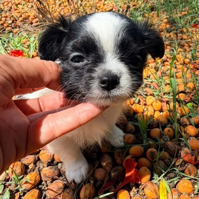 A baby small-sized male White / Cream Pekingese dog named Bean for adoption in Manvel, TX