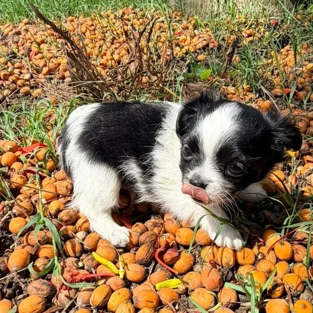 Bean thumbnail 5