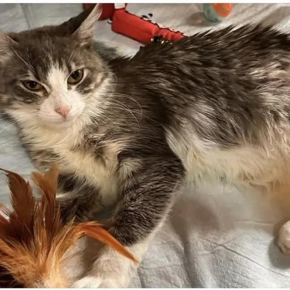 A young medium-sized female Gray / Blue / Silver Domestic Long Hair cat named Poppy Meet Me At for adoption in Buffalo, MN