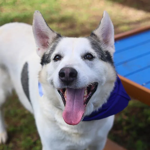 An adult large-sized male Husky dog named Lord Chunkington for adoption in San Antonio, TX