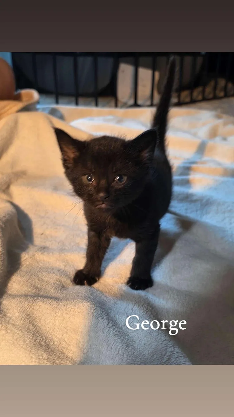 A baby medium-sized male Black Domestic Medium Hair cat named George for adoption in Medinah, IL