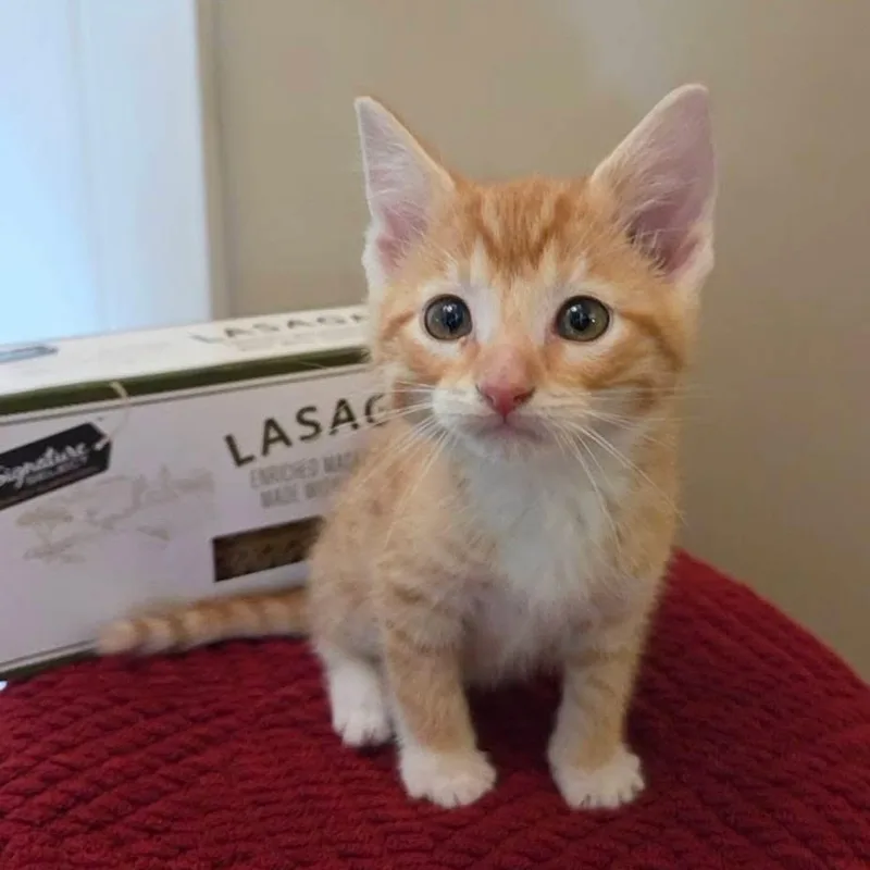 A baby medium-sized male Domestic Short Hair cat named Garfield for adoption in McHenry, IL