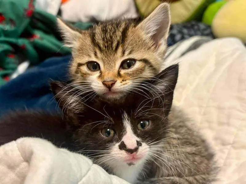 A baby medium-sized female Domestic Short Hair cat named Poppy for adoption in Plymouth, MI