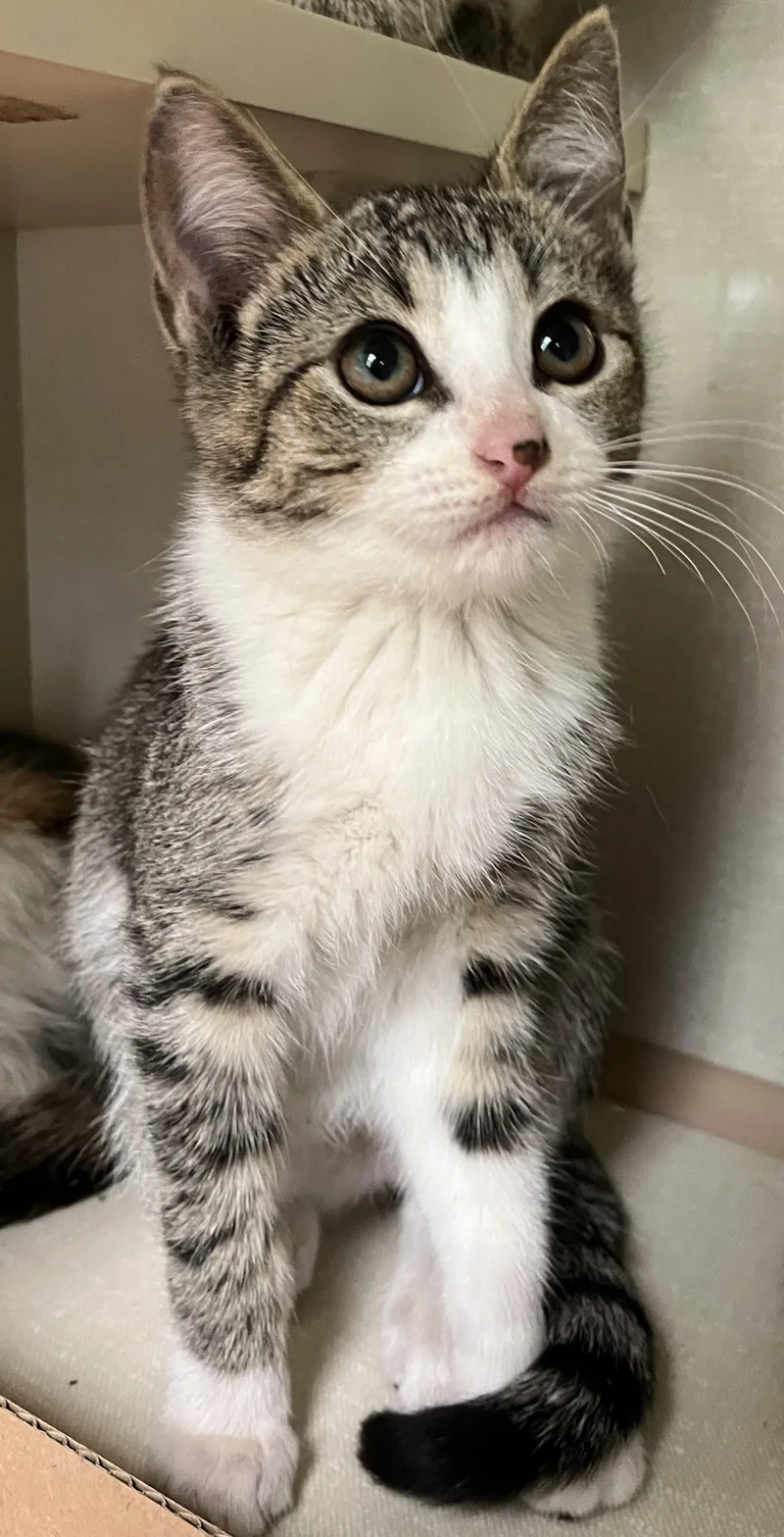 A baby medium-sized female Tabby (Gray / Blue / Silver) Tabby cat named Winky for adoption in Lyle, WA