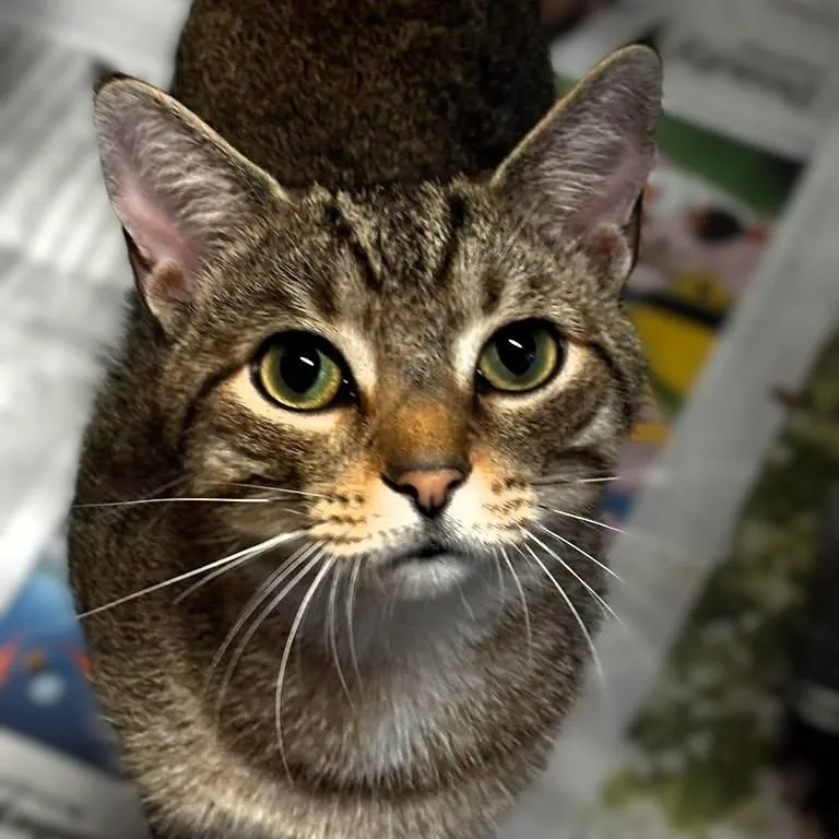 A young medium-sized male Tabby cat named Gilpin for adoption in Montclair, NJ
