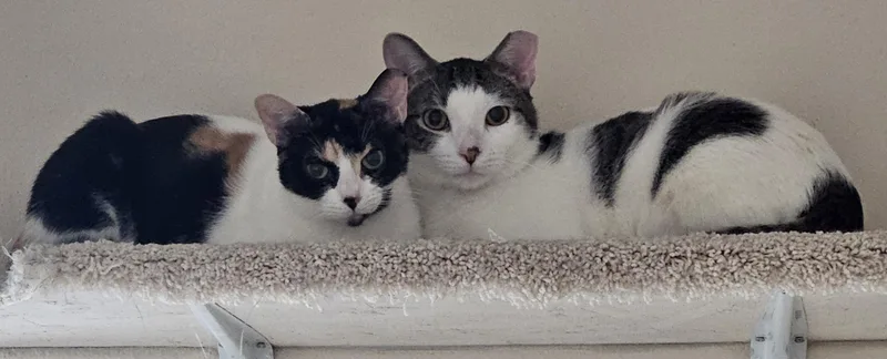 A young medium-sized male Calico Domestic Short Hair cat named Gatsby & Fiesta for adoption in Milwaukee, WI