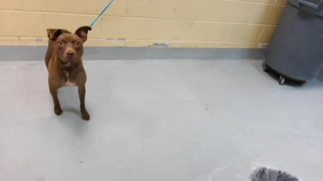 A young medium-sized female Labrador Retriever dog named Toasted Bagel for adoption in Tulsa, OK