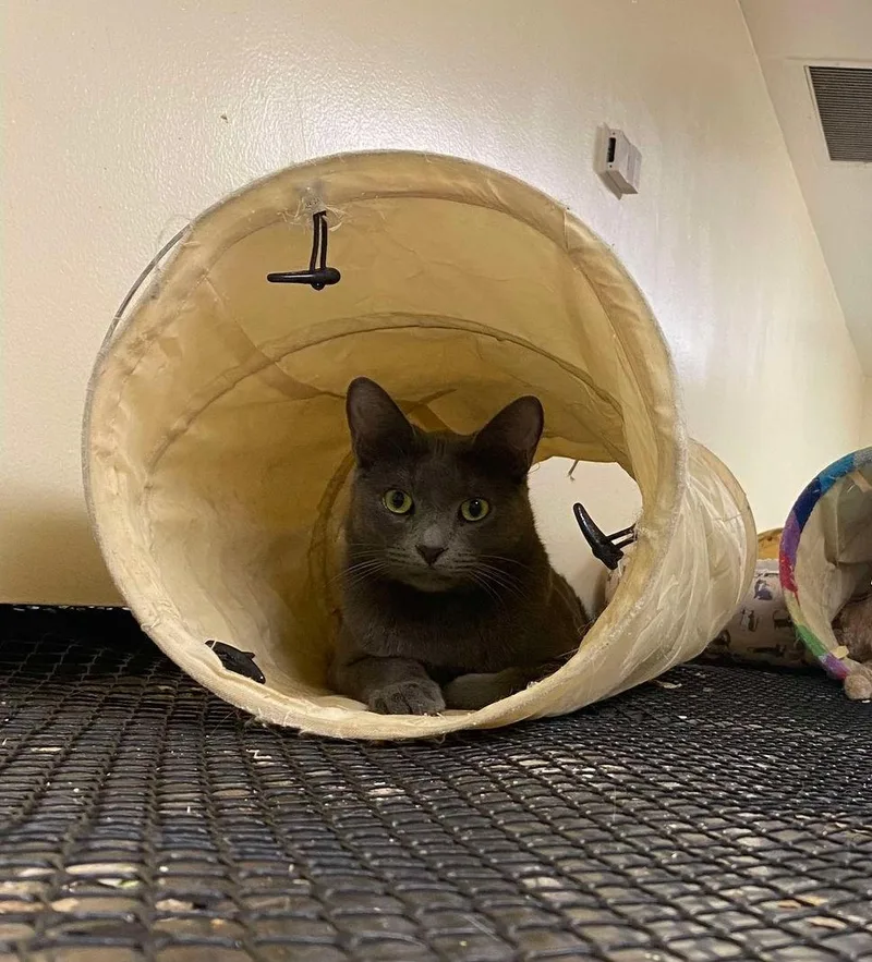 A young medium-sized male Gray / Blue / Silver Russian Blue cat named Sawyer for adoption in HEMET, CA