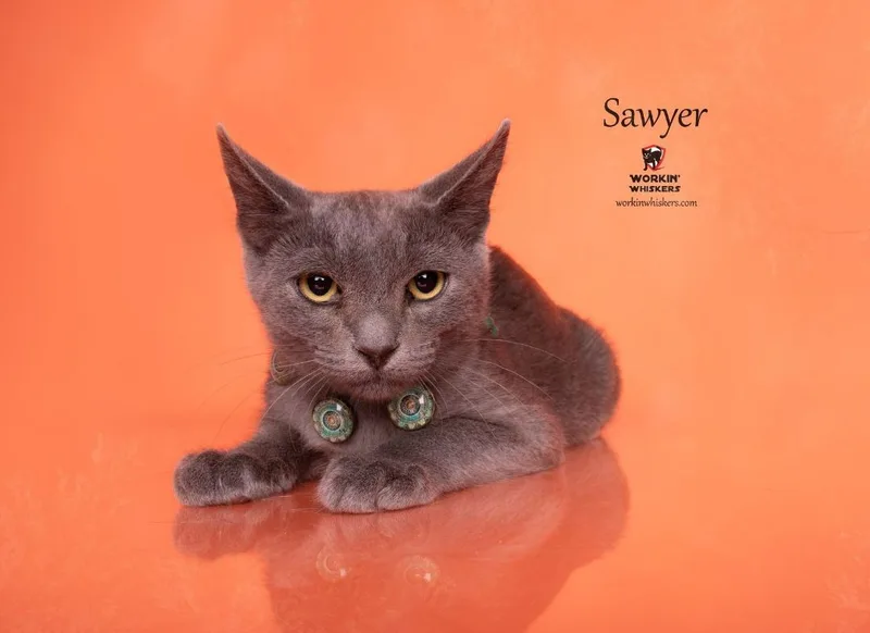 Sawyer thumbnail 5