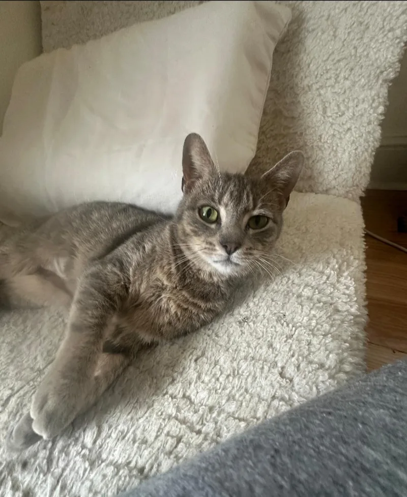 An adult medium-sized female Gray / Blue / Silver Domestic Short Hair cat named Tulip for adoption in Milltown, NJ