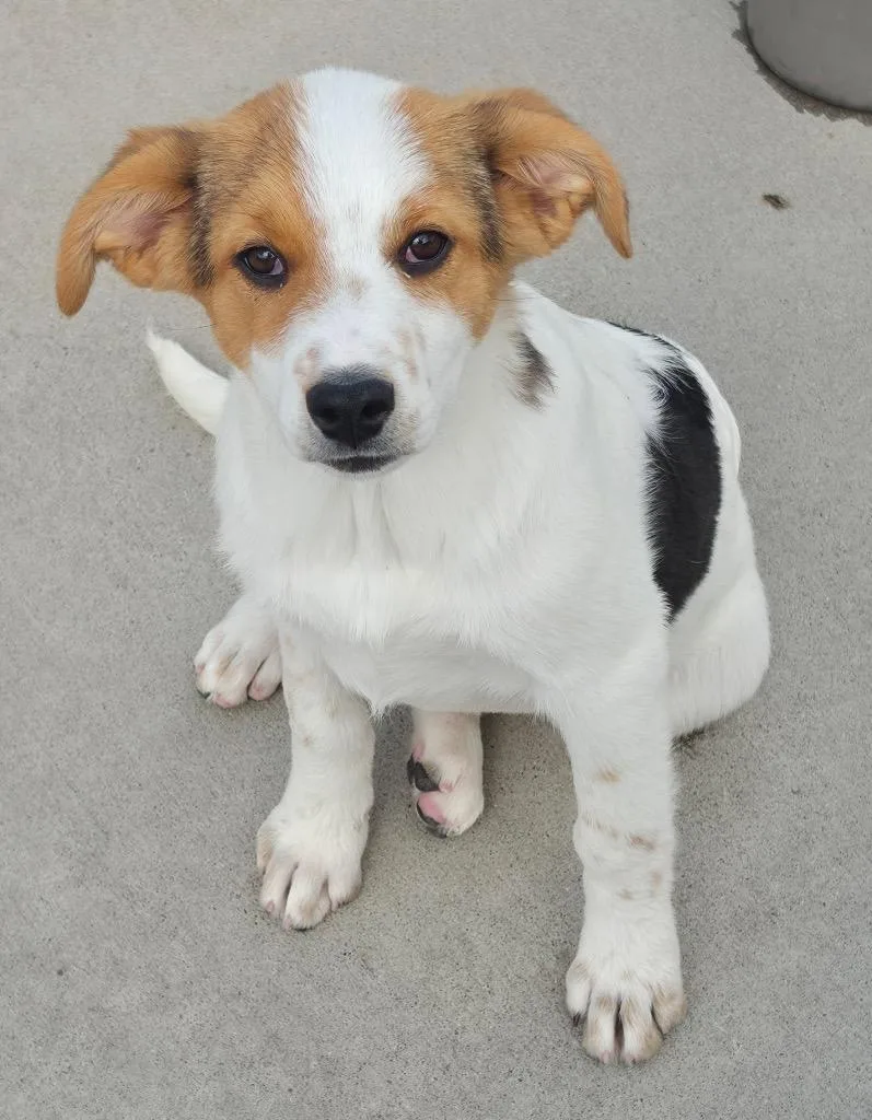 A baby medium-sized female Australian Cattle Dog / Blue Heeler dog named Pakchoi for adoption in Fort Lupton, CO