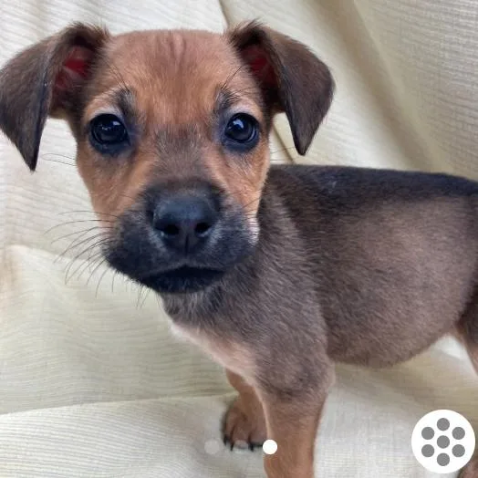 A baby medium-sized female Golden Mixed Breed dog named Linda for adoption in Detroit, MI