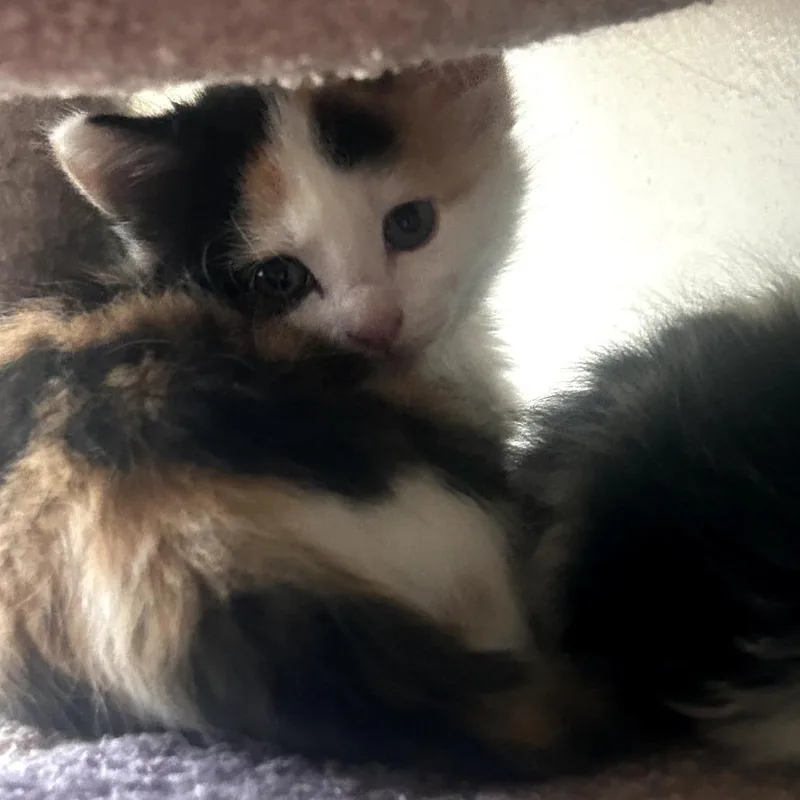 A baby small-sized female Calico Domestic Short Hair cat named Carmel for adoption in Dixon, IL