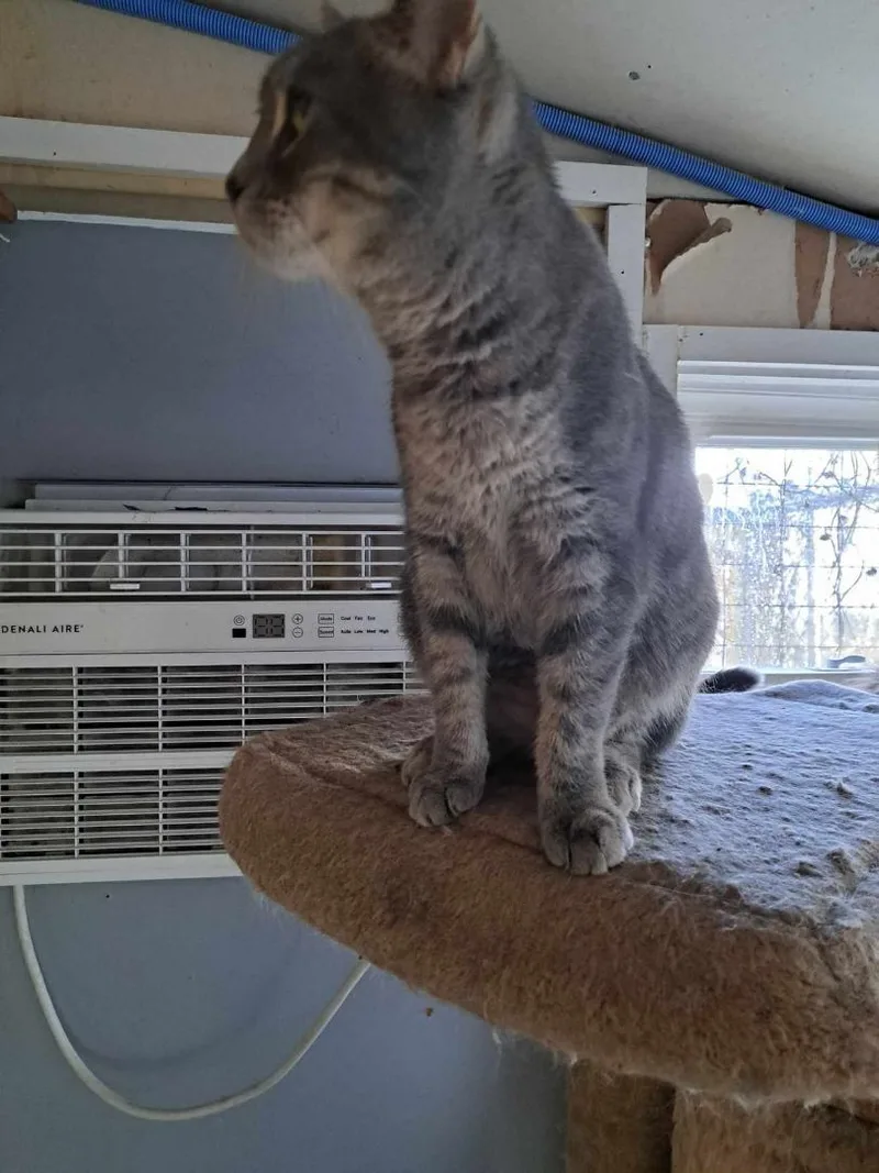 An adult large-sized female Gray / Blue / Silver Domestic Short Hair cat named Allie Kat Jones for adoption in Indianapolis, IN