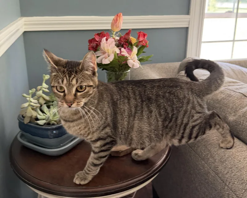 An adult medium-sized female Tabby (Brown / Chocolate) Domestic Short Hair cat named Poppy for adoption in Brooks, ME