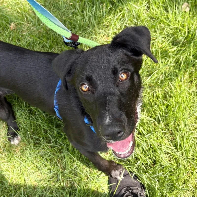 A young medium-sized female Black Mixed Breed dog named Oreo for adoption in Wantagh, NY