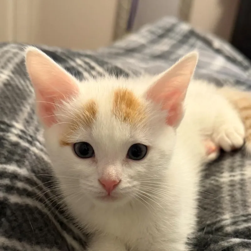 A baby small-sized female White Domestic Short Hair cat named Kit Kat Rinaldi for adoption in Merrifield, VA
