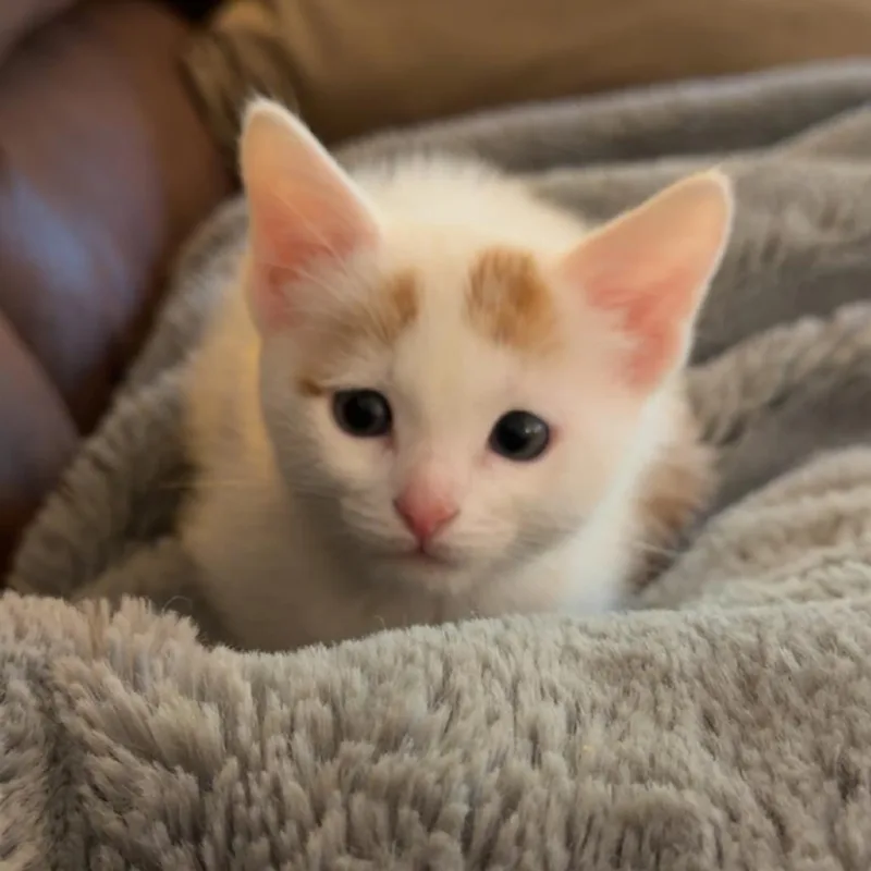 Kit Kat Rinaldi thumbnail 3