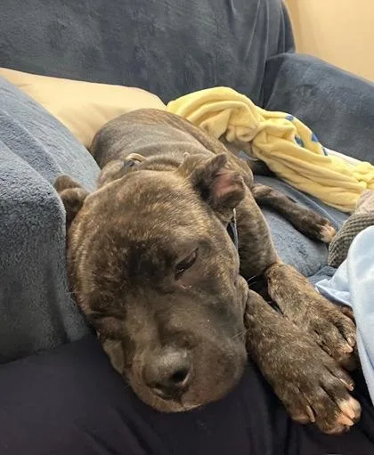 A baby medium-sized female Mixed Breed dog named Twila for adoption in Fairfax, VA