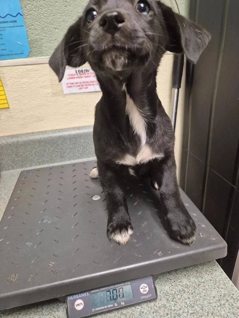 A baby small-sized female Mixed Breed dog named Pampa for adoption in Ellijay, GA