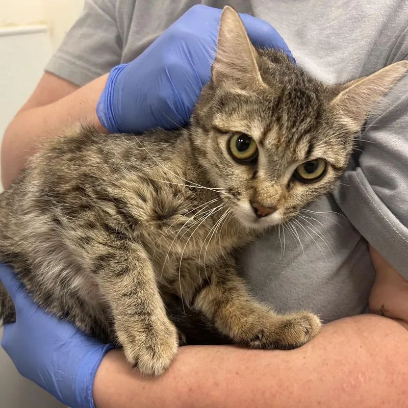 A young medium-sized female Domestic Short Hair cat named Blue Bonnet for adoption in Park City, UT