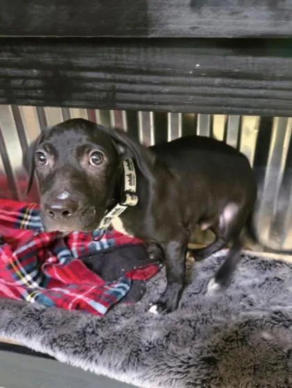 A baby large-sized male Labrador Retriever dog named Grant for adoption in Morton Grove, IL