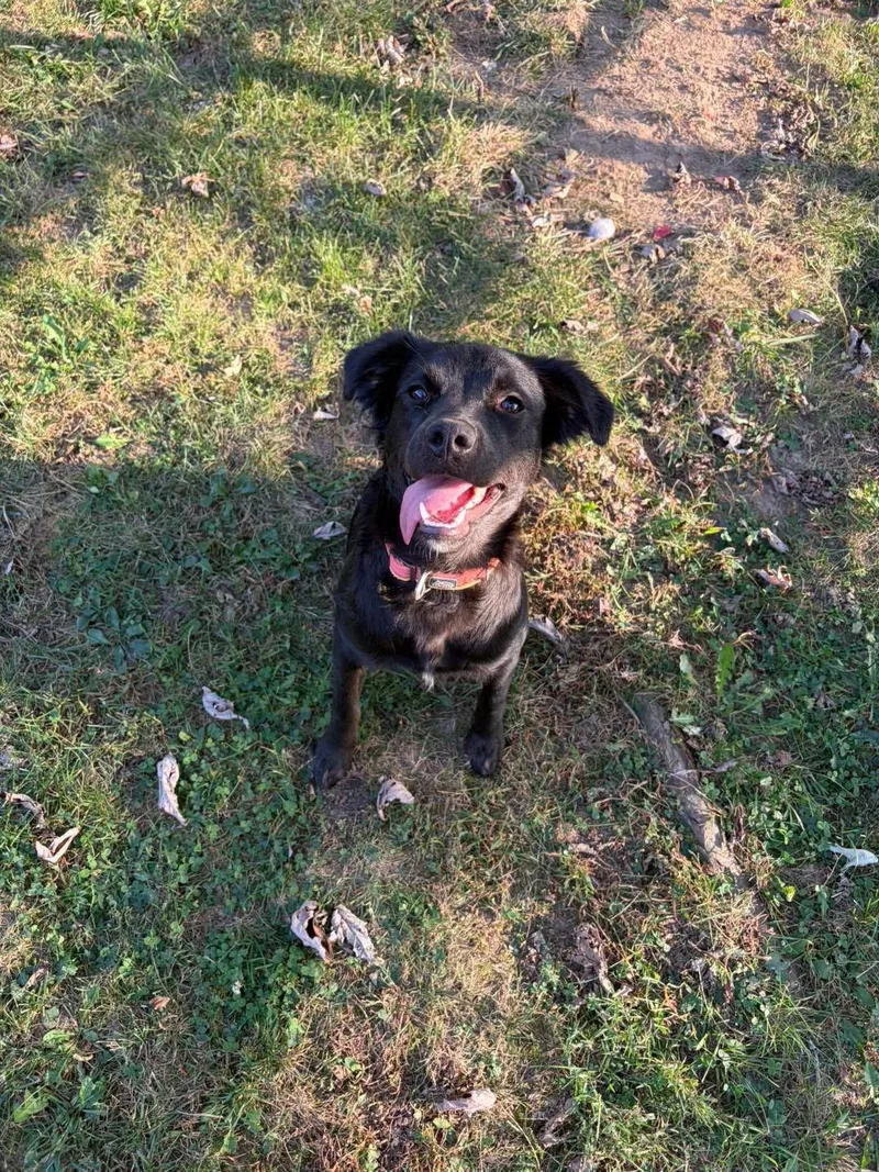 A baby medium-sized female Mixed Breed dog named Winnie for adoption in Lexington, KY