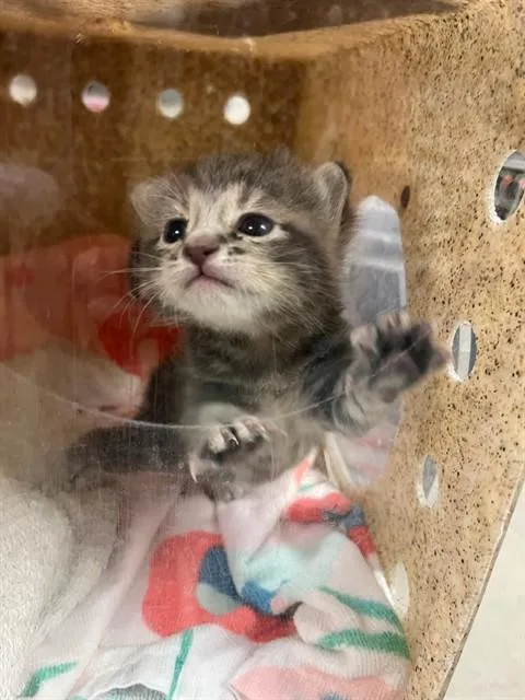 A baby small-sized male Domestic Short Hair cat named Squid for adoption in Riverside, CA