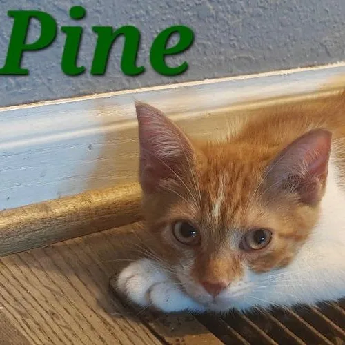 A baby medium-sized male Orange & White Domestic Short Hair cat named Pine for adoption in Blaine, MN