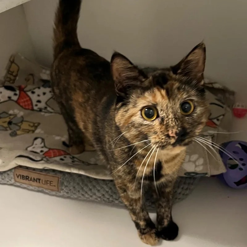 A young small-sized female Tortoiseshell Domestic Short Hair cat named Iris for adoption in New York, NY